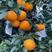 爱媛38号果冻橙，大量上市口感纯甜，颜色鲜艳皮毛细货源充