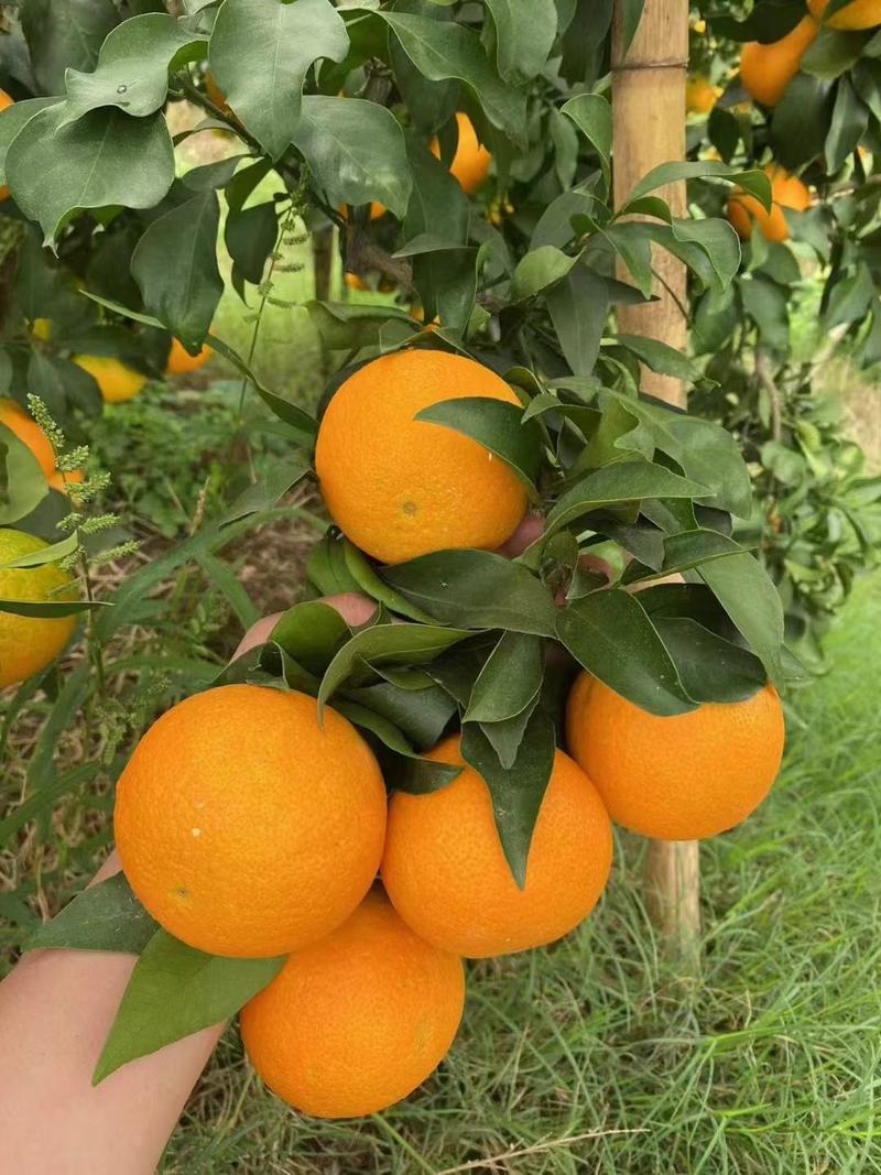 爱媛38号果冻橙，大量上市口感纯甜，颜色鲜艳皮毛细货源充