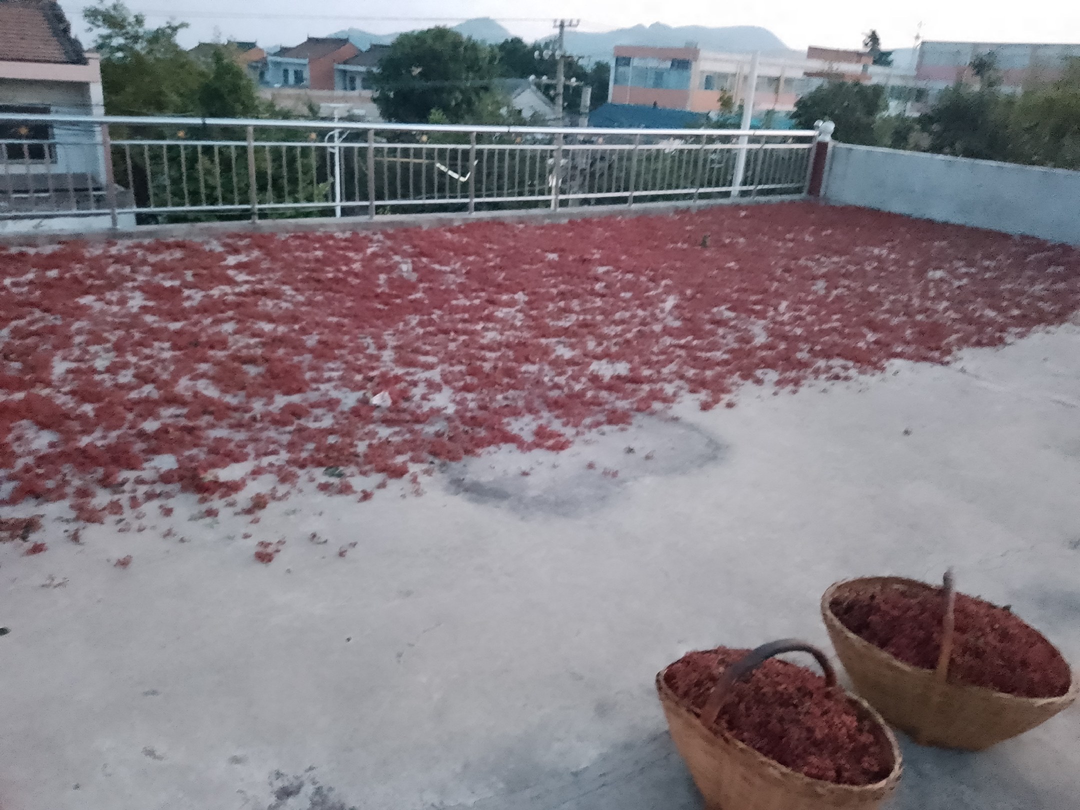 青红花椒分层铺放于透气竹匾,置于上午10点至下午4点阳光柔和、空气流通的庭院环境中,地面为干燥青砖,无积水反光,体现‘温和日晒’场景 新鲜采摘的青花椒与红花椒对比特写,竹匾铺陈于阳光充足、通风良好的青砖院落中,花椒颗粒饱满油亮,背景可见微风轻拂的竹帘与木质晾架