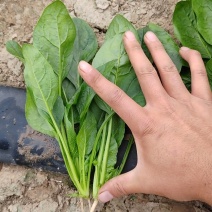 菠菜精品菠菜泡沫箱菠菜