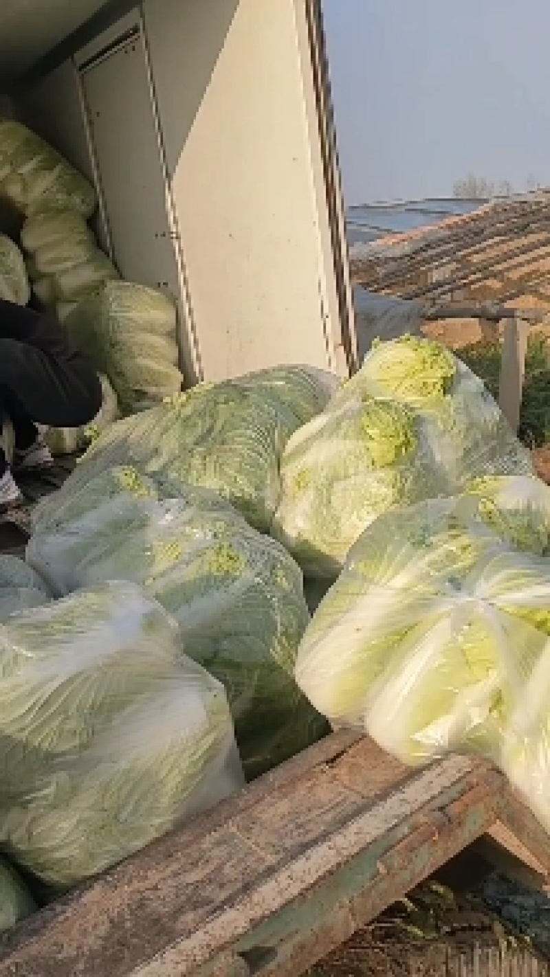 禹城冷棚白菜基地供应大量上市，黄心白菜量大从优价格优惠