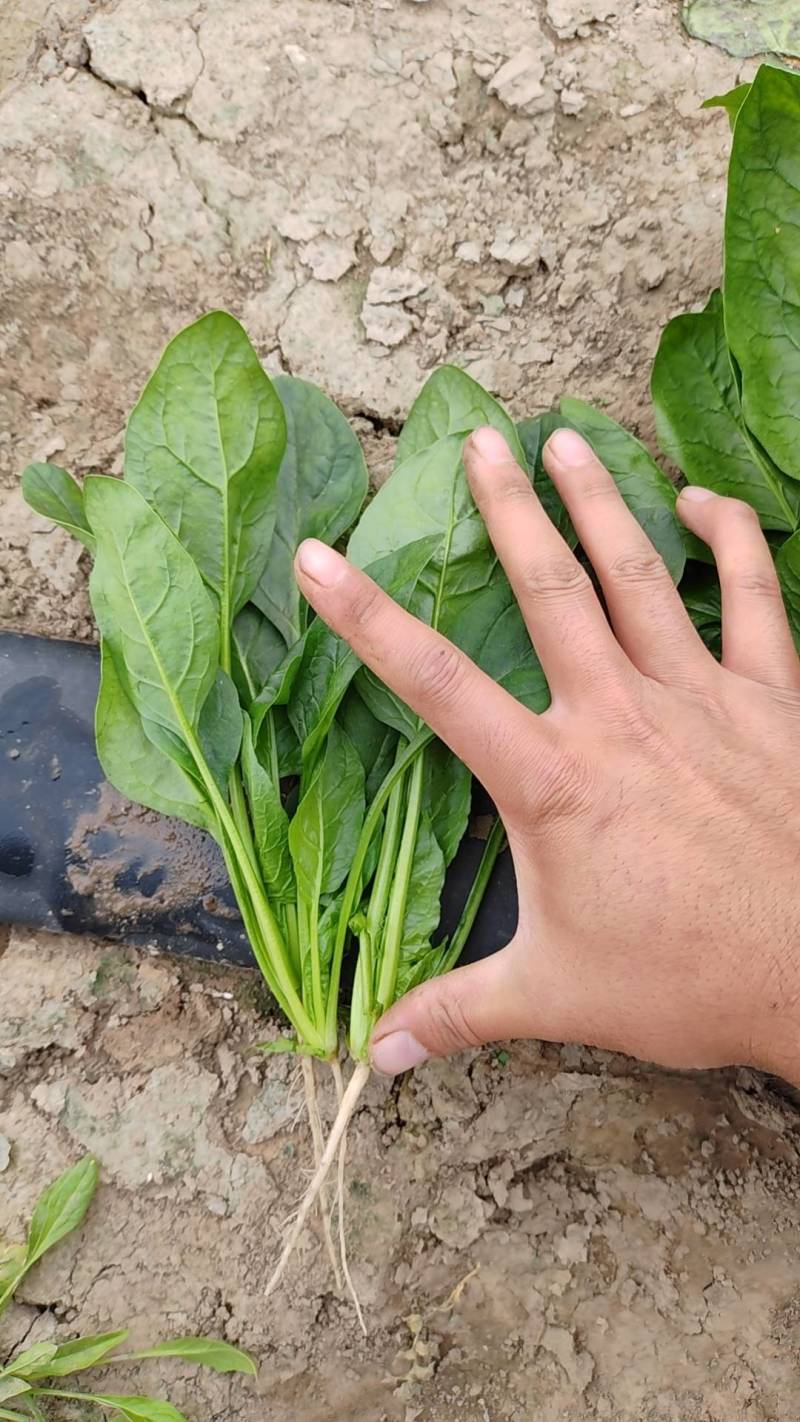 菠菜精品菠菜泡沫箱菠菜