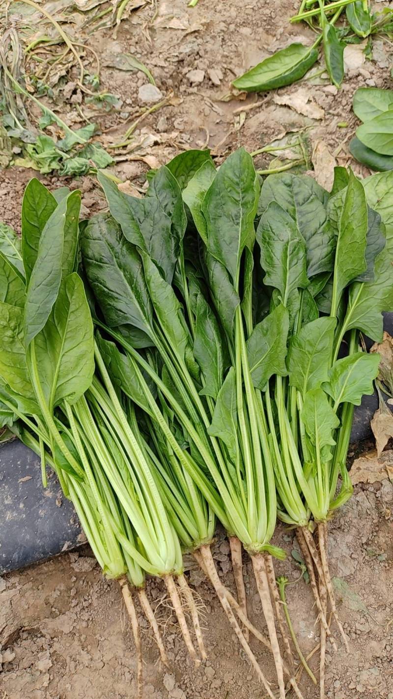 菠菜精品菠菜泡沫箱菠菜