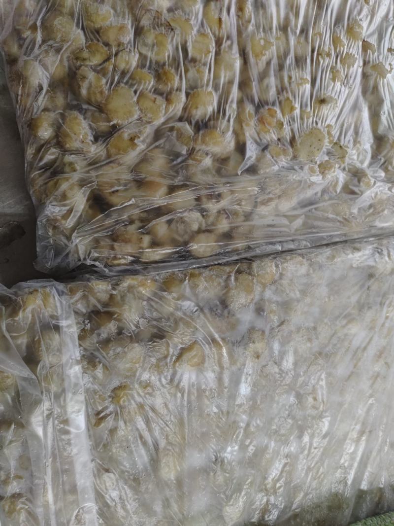 去牙鱿鱼嘴不泡水泡药