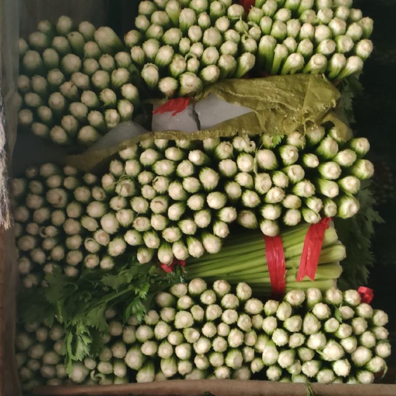 禹城冷棚蔬菜产区西芹50cm以上，基地供应量大质优价优