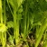 禹城冷棚蔬菜产区西芹50cm以上，基地供应量大质优价优