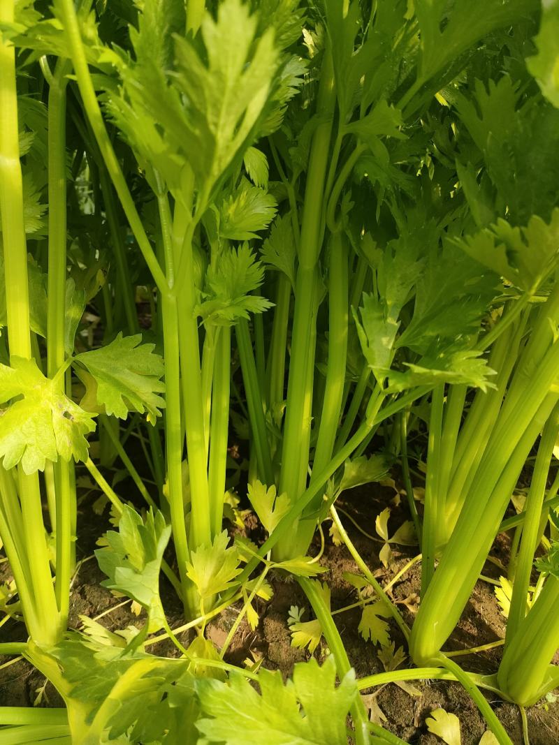 禹城冷棚蔬菜产区西芹50cm以上，基地供应量大质优价优