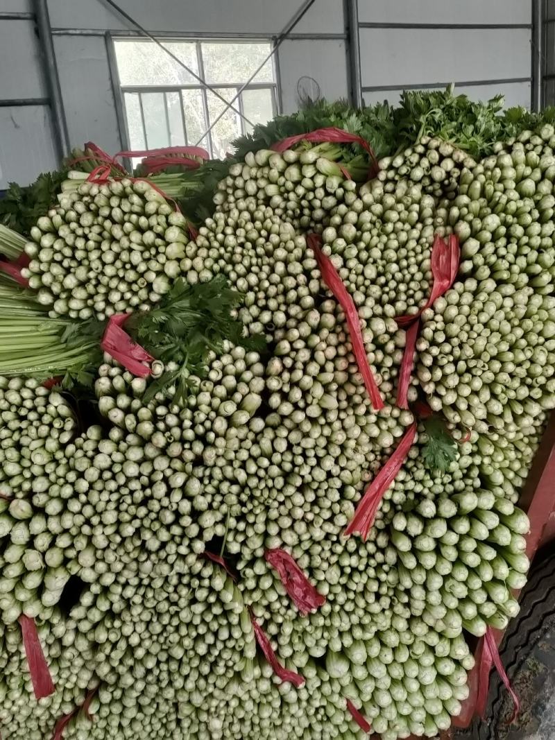 禹城冷棚蔬菜产区西芹50cm以上，基地供应量大质优价优
