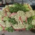 禹城冷棚蔬菜产区西芹50cm以上，基地供应量大质优价优