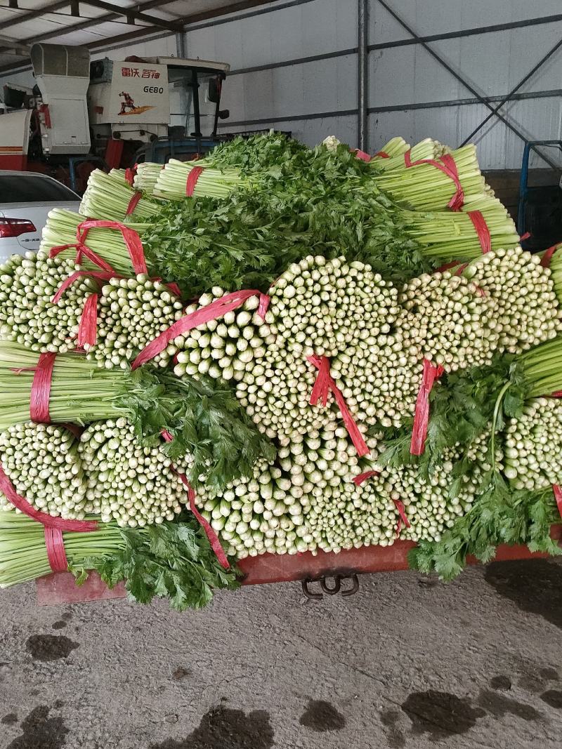 禹城冷棚蔬菜产区西芹50cm以上，基地供应量大质优价优