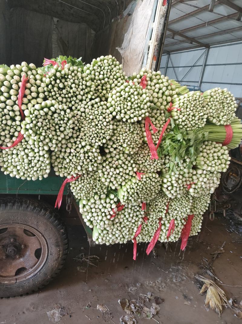 禹城冷棚蔬菜产区西芹50cm以上，基地供应量大质优价优