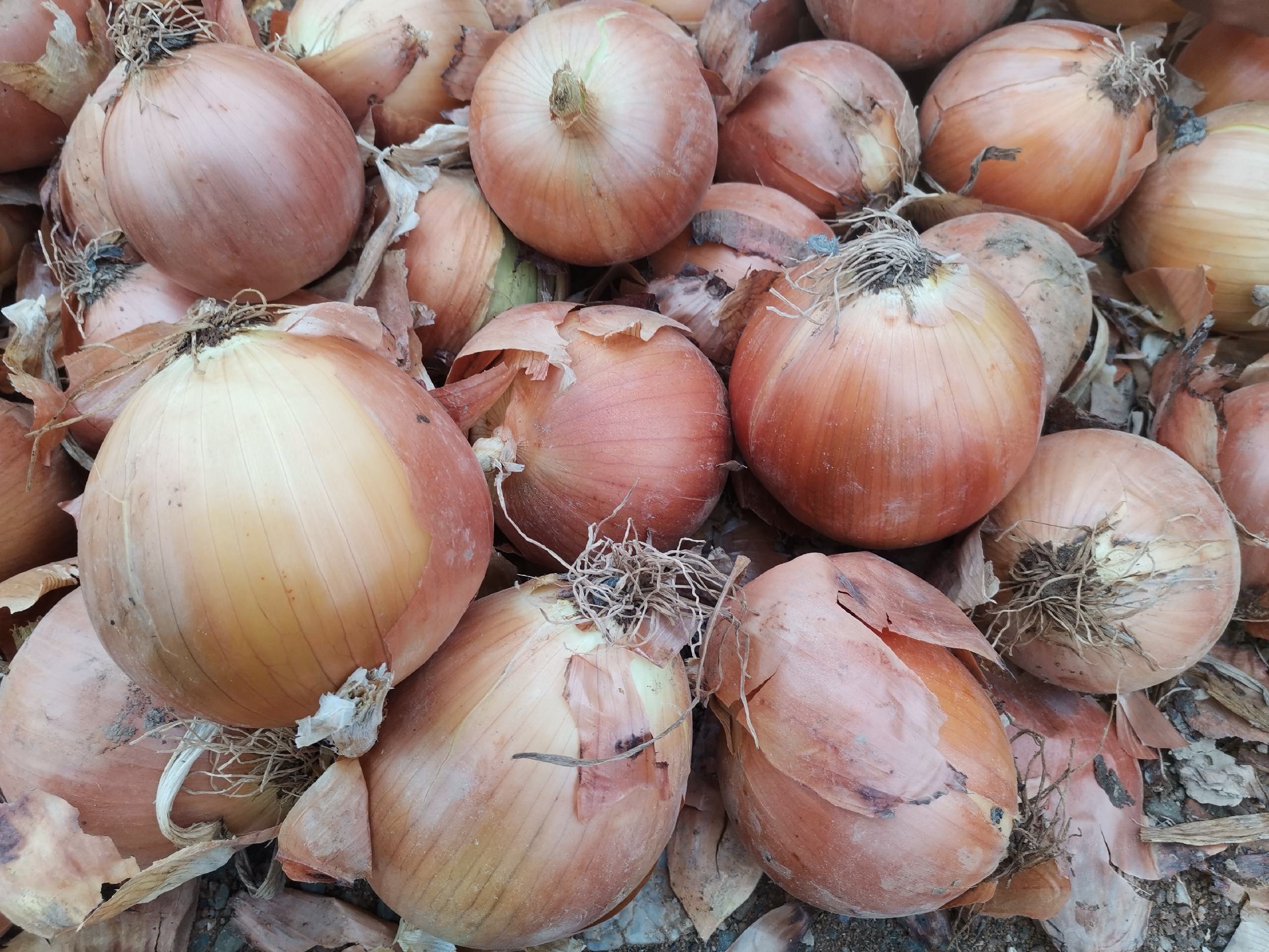 大葱切片特写,展示其晶莹透亮的质地和丰富的纤维结构 大葱切片特写