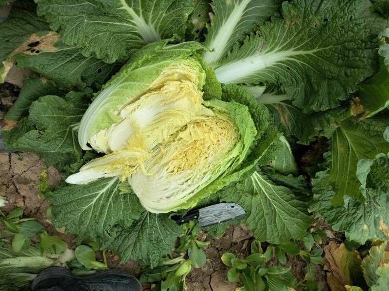 黄心白菜