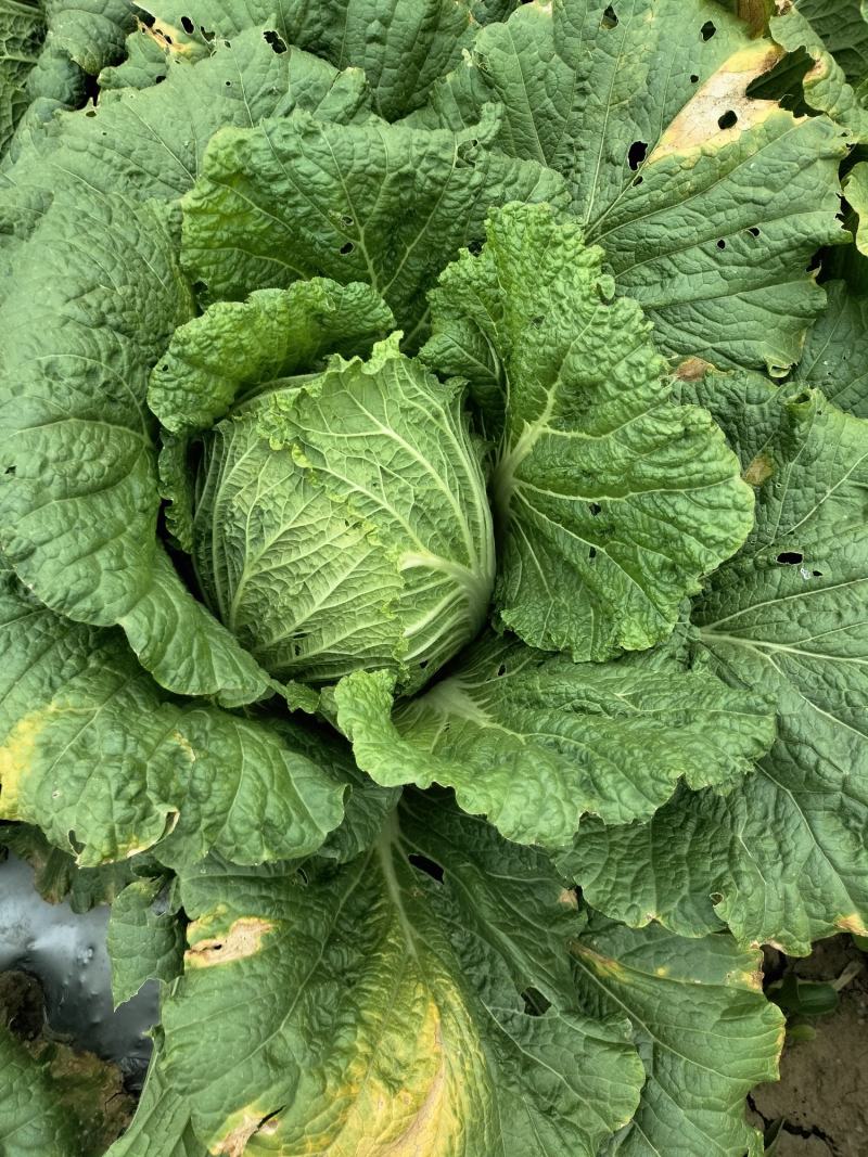 黄心白菜