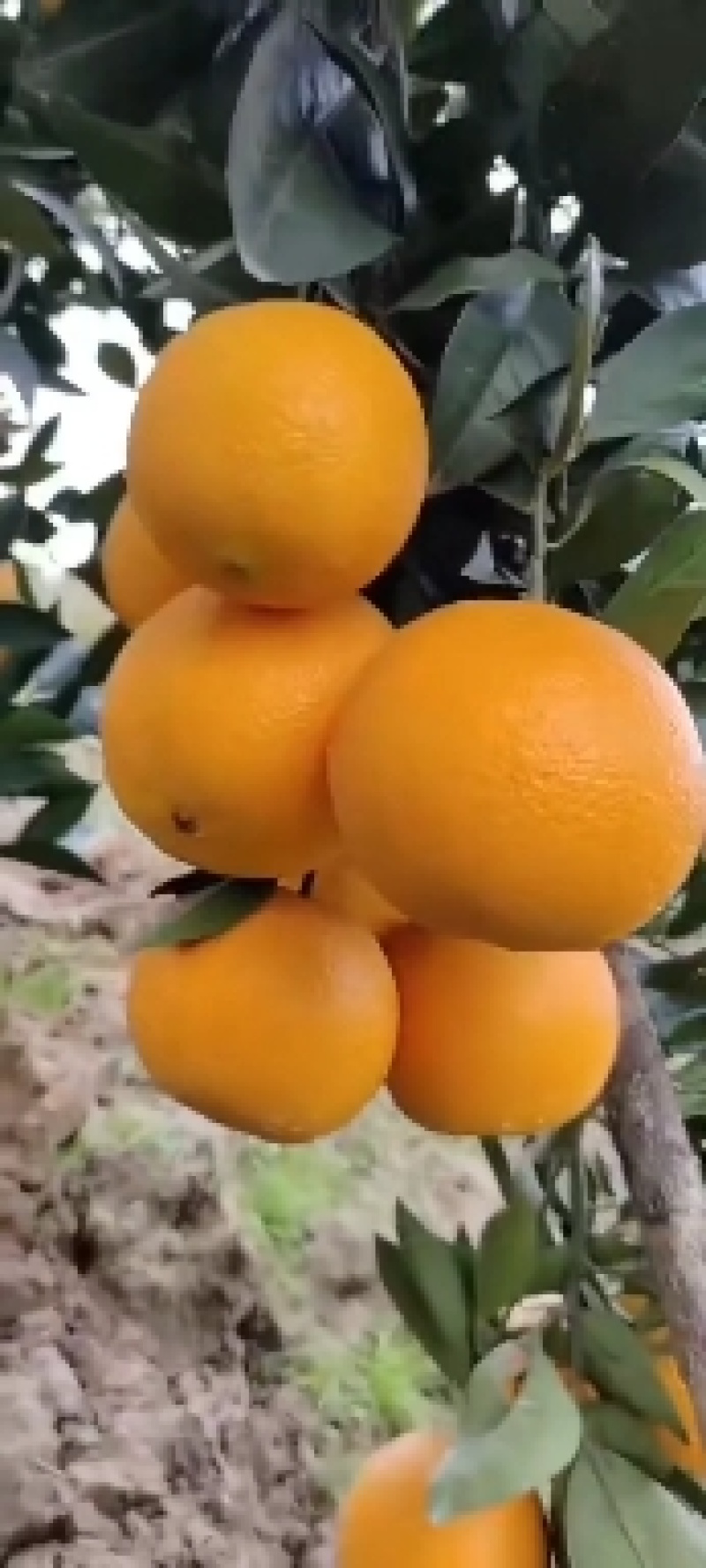九月红脐橙又名果冻橙，皮薄多汁，产地一手货源，品质保证