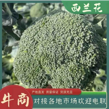 《绿秀》耐寒西兰花，小米粒，颜色绿，大量上市，一手货源