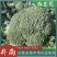 《绿秀》耐寒西兰花，小米粒，颜色绿，大量上市，一手货源