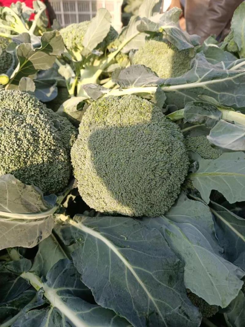 【西兰花】河南西兰花，诚信经营，产地发货，欢迎来电咨询
