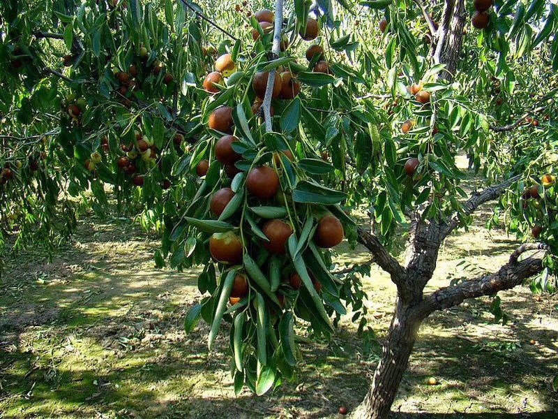 沾化冬枣采摘现场