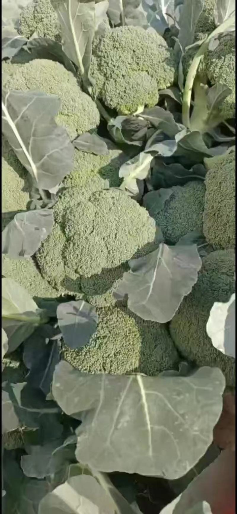 精品西兰花，保质保量可视频看货，量大从优，欢迎各地老板