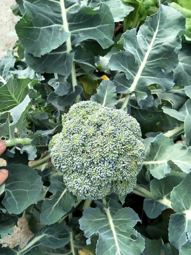 精品西兰花，保质保量可视频看货，量大从优，欢迎各地老板