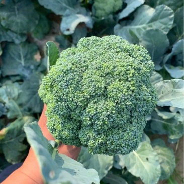 精品西兰花，保质保量可视频看货，量大从优，欢迎各地老板