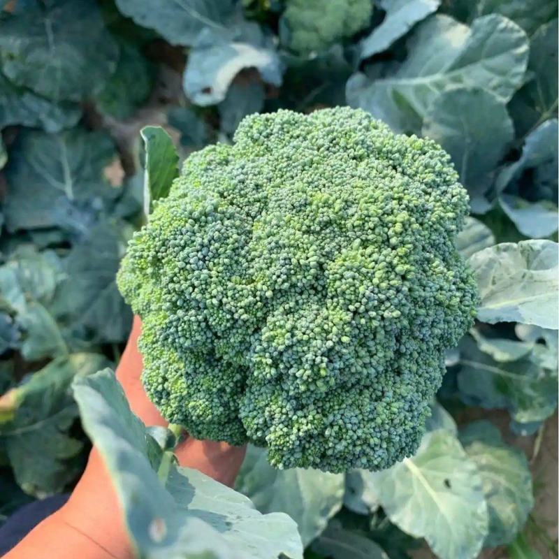 精品西兰花，保质保量可视频看货，量大从优，欢迎各地老板