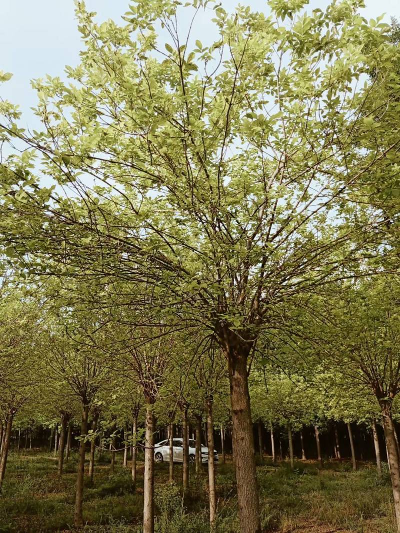 金叶白蜡