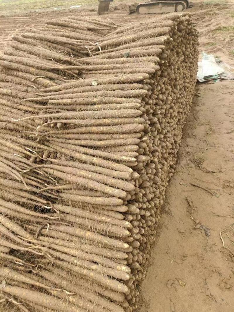 内黄山药产地直发大量双棒麻山药小白嘴上市欢迎致电
