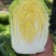 山东白菜【黄心】单颗净菜4-6斤基地直供一手货源