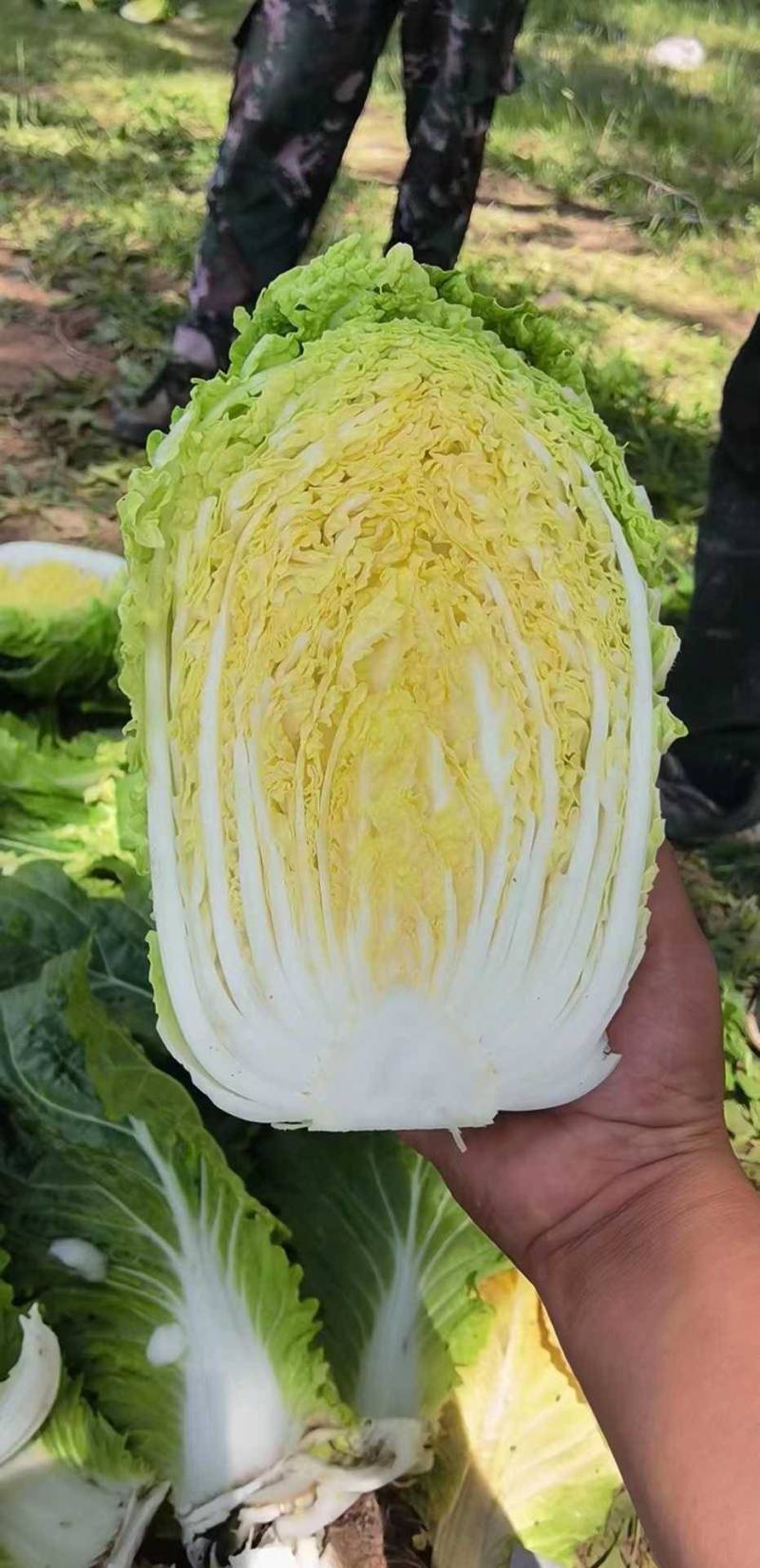 山东白菜【黄心】单颗净菜4-6斤基地直供一手货源