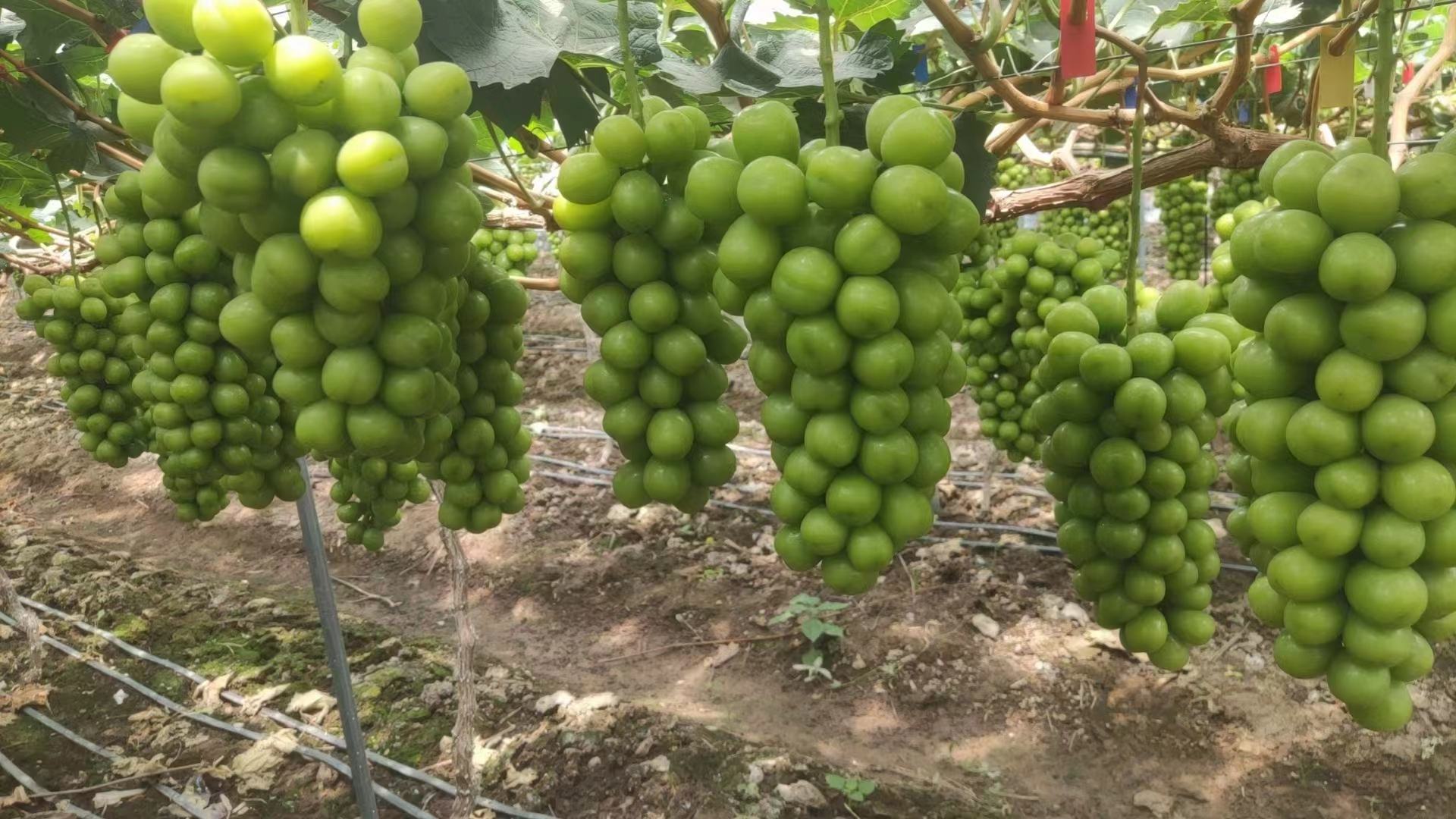 阳光玫瑰青提挂满藤蔓,绿意盎然,果实饱满 阳光玫瑰青提挂满藤蔓