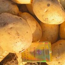 河北产地V7土豆规格齐全大量供应质量保证全国发货