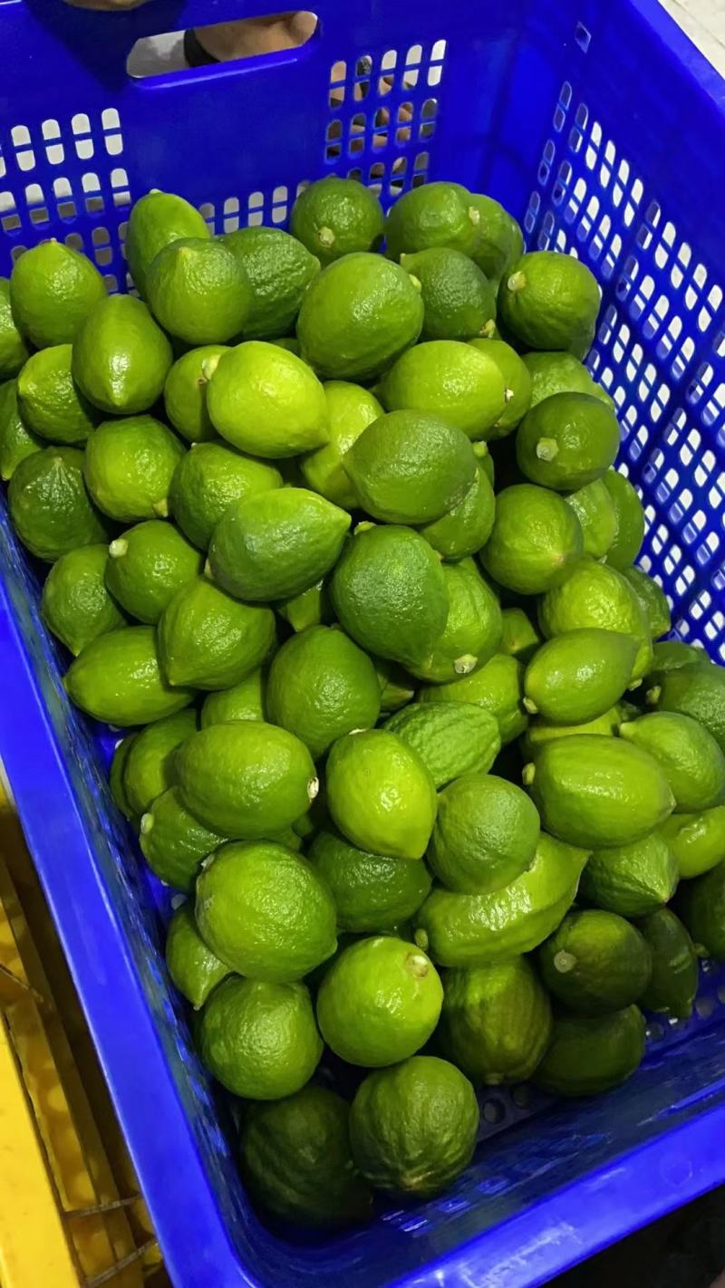 广东香水柠檬