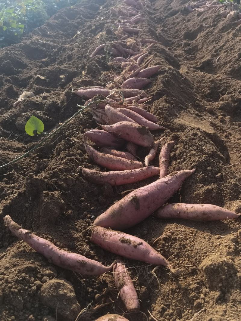 烟薯25大量批发