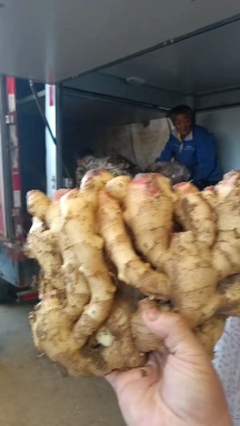 山东鲜姜大量供应