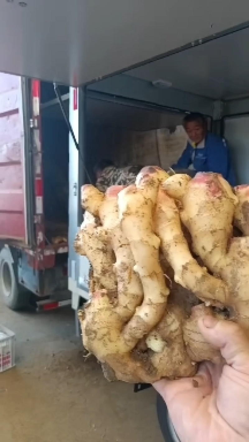 山东鲜姜大量供应
