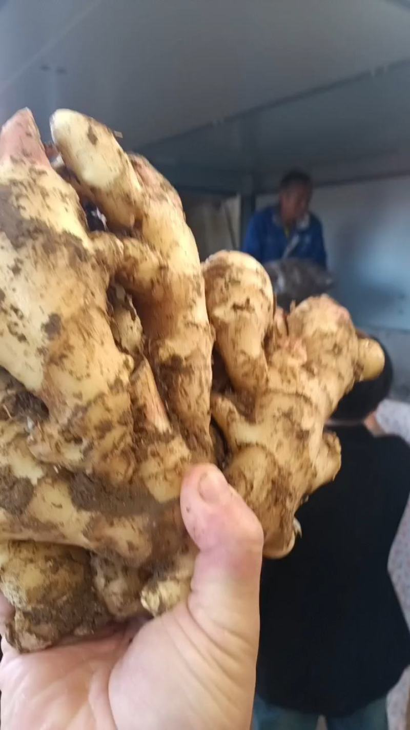 山东鲜姜大量供应