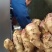 山东鲜姜大量供应