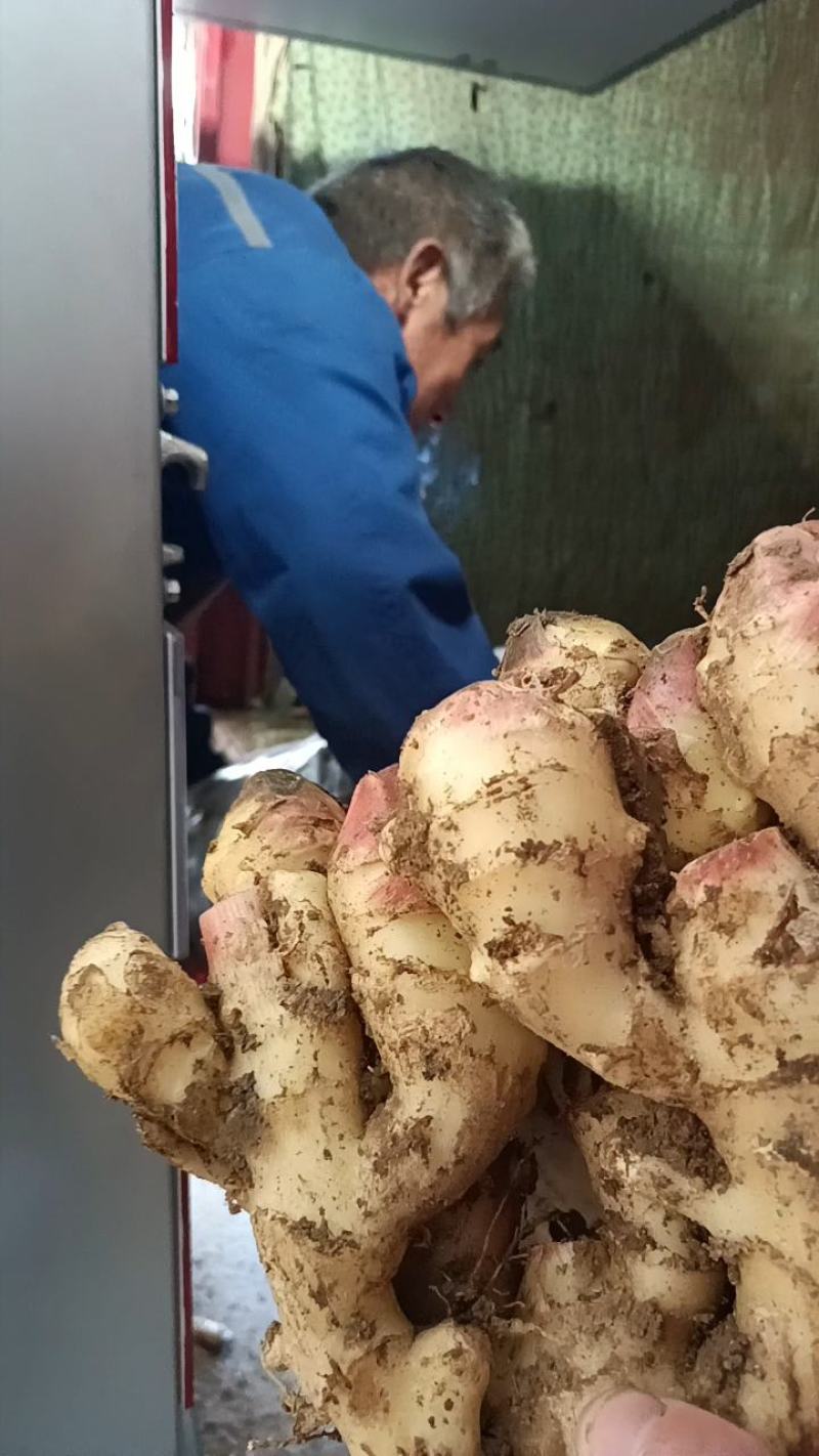 山东鲜姜大量供应