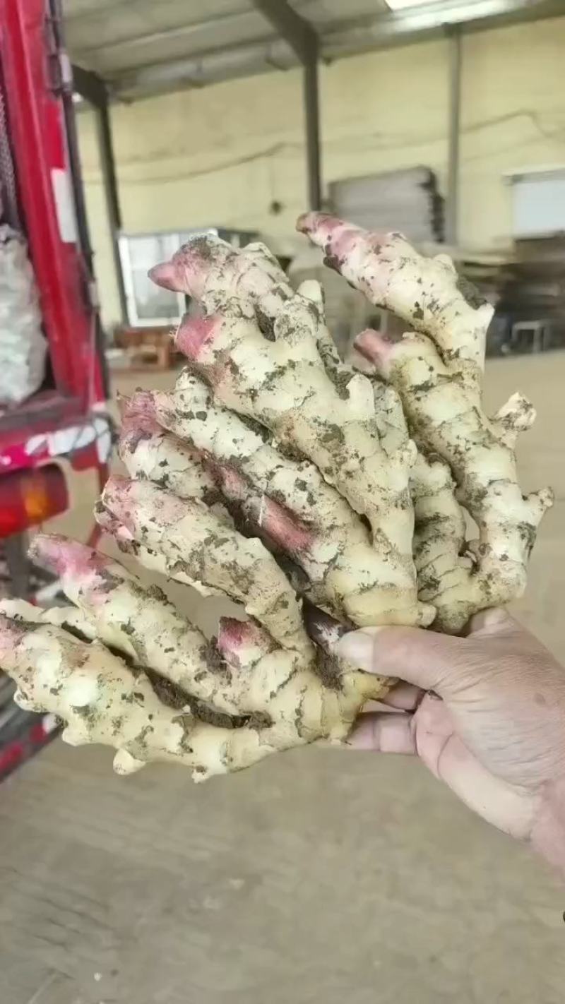 山东鲜姜大量供应
