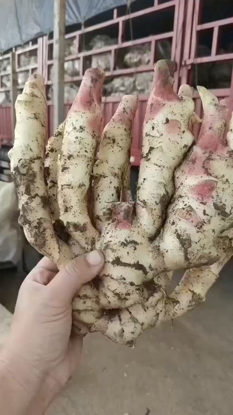 山东鲜姜大量供应