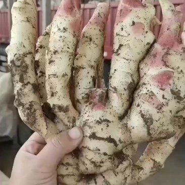 山东鲜姜大量供应