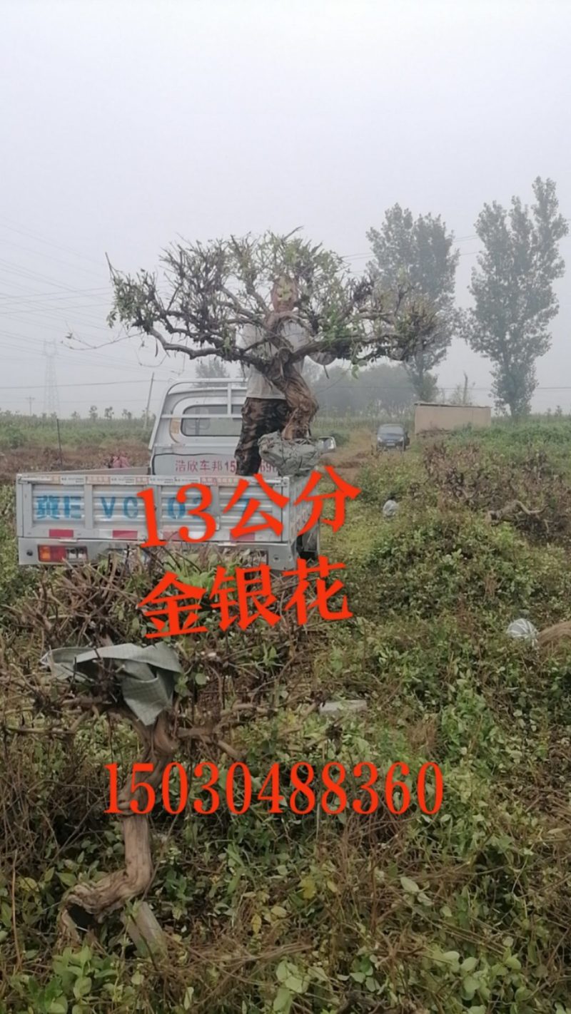河北邢台金银花苗品种纯正现挖现发货全国发货