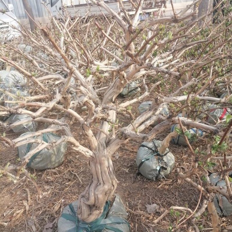 金银花大树老桩大量供应规格1一10cm欢迎新老客户