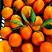 纽荷尔元红长虹脐橙一手货源看园采果对接电商批发商超