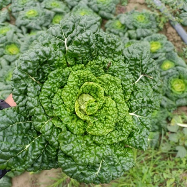 精品黄心菜