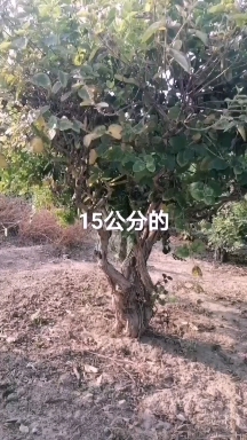 金银花大树老桩大量供应规格1一10cm欢迎新老客户