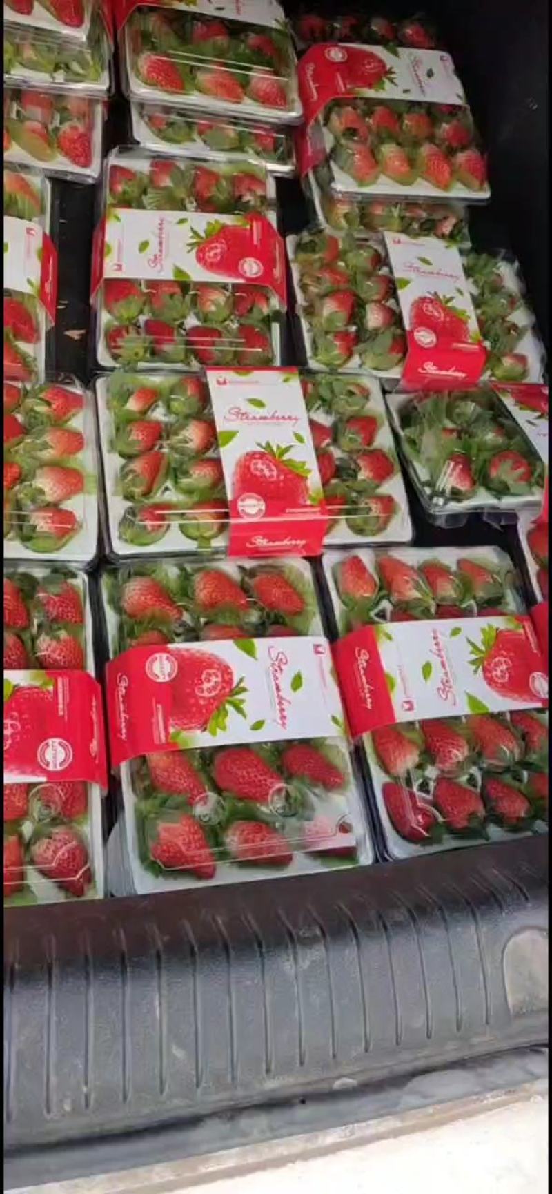 [推荐]甜宝草莓量大质高支持各种包装欢迎前来采购