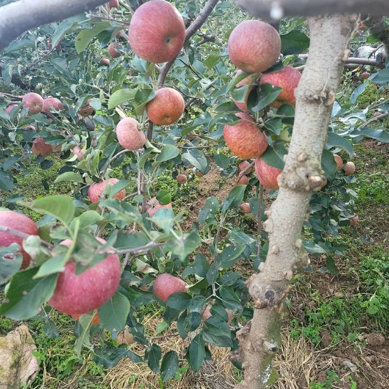 四川汉源丑苹果冰糖心苹果对接各大电商平台商超一件代发产地